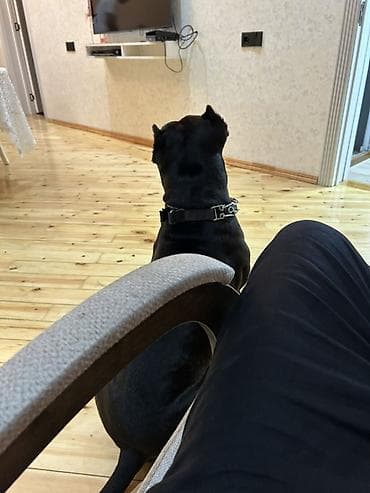 pitbullar: Pitbul, 2 il, Erkek, Cütləşmə üçün — 1