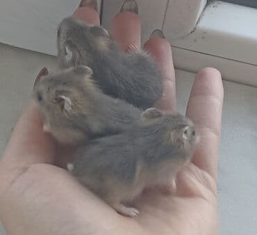 питомники собак в баку: Xamyak (cunqarik balaları) 1 aylıqdılar, ələ tam öyrəşdirilib — 6