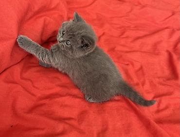 1 azn pişik: Britan, Erkək, Dişi, Yaxşı əllərə, Ünvandan götürmə — 4