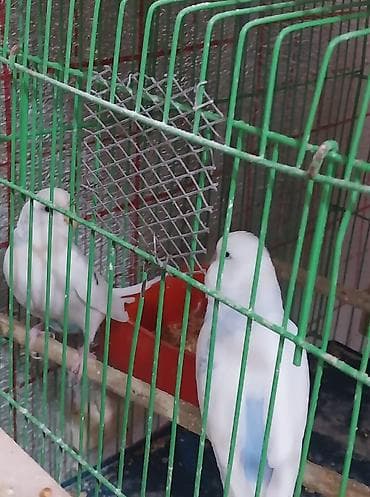 tutuquşlar: Hazır cüt valnisti satılır altında balası ilə birlikdə qəfəssiz yuva — 3