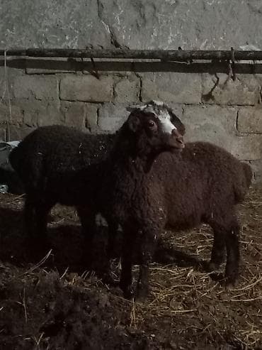 Pişiklər: Məhsul: Qoyunlar (2 baş) Təsvir: - Qara-qəhvəyi yunlu, alnında ağ — 3
