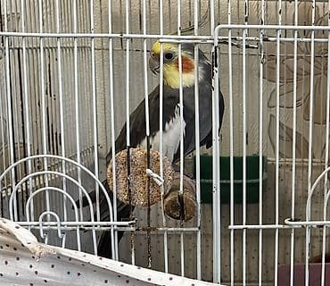 sebzi qusu: BARTER DE OLUNUR tam sağlam quşdu bumerang dı başı çıxan tükünnen — 1