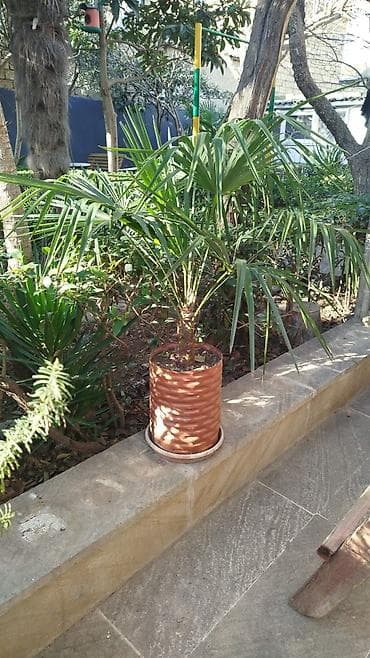 продажа комнатных растений: Satılır: Açıq hava üçün dekorativ bitkilər (qablarda və torpaqdan — 2