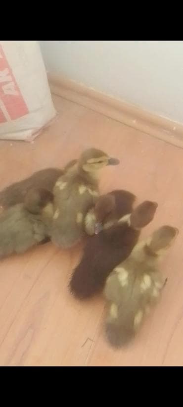 Muscovy ördək balaları (indoşkalar) – müxtəlif rənglərdə civcivlər. -