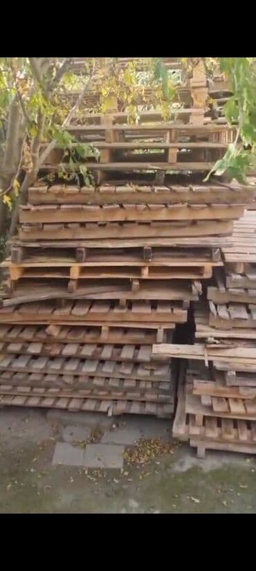 алчипан цена в баку: Satilir 55 eded.200manat xutor — 3