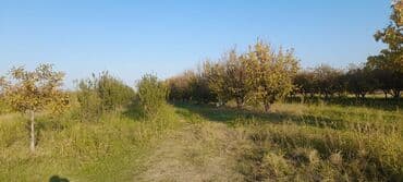 Gübrələr: Goranboy rayonu, Hazırəhmədli kəndində yerləşən 2 hektar meyvə bağı — 4