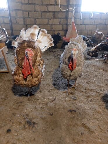 heyvanlar və balaları: Erkək, Damazlıq — 5