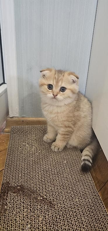 ev itlerinin satisi: Şotland, Erkək, Yaxşı əllərə, Ünvandan götürmə, Ödənişli çatdırılma — 5