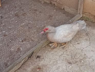 Kənd təsərrüfatı quşları: Satılır: muskovi (hind) ördəyi Fərə Xüsusiyyətlər: - Rəng: açıq — 4