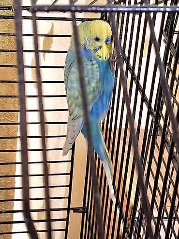 Quşlar: Tam saglam rainbow papuqay satilir. Erkekdi. Yetiskin qusdu. Rengin — 2