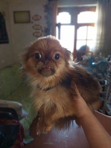 Piknesnen şipst qarışığı - Cins: kiçik ölçülü dekorativ (oyuncaq lalafo.az -da Piknesnen şipst qarışığı - Cins: kiçik ölçülü dekorativ (oyuncaq