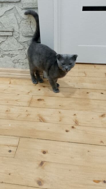 çöl pişiyi: Şotland yastı qulaq — 1