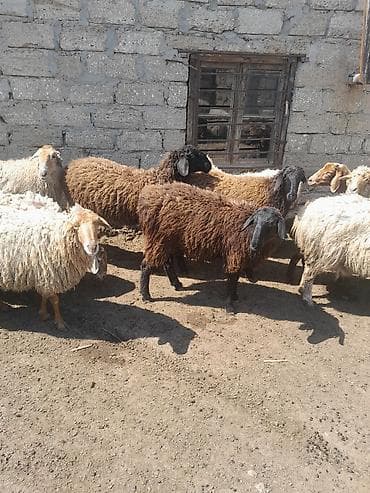 qoyun itleri: Topdan satilir 28 baw qoyun satilir otlaq gormuw heyvanlardi 10 ededi — 7