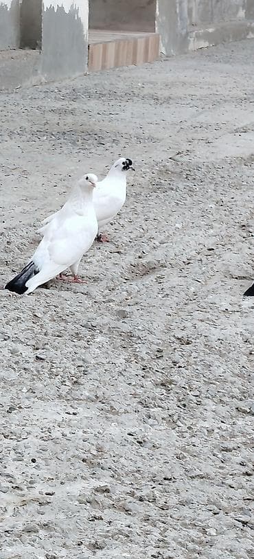gərəf quşu: Tergitme quşlardi 35 olar sağlam 5 6 ucanlar var içinde hansı 250 azn — 4