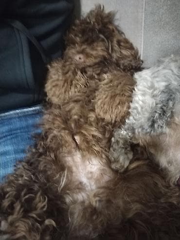 heyvan geyimleri: 1 ay, Erkek, Peyvəndli — 6