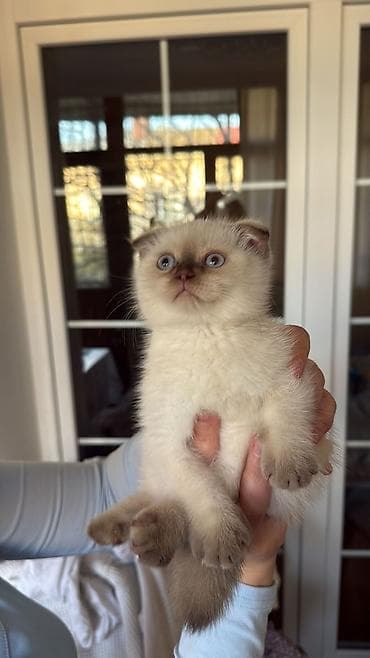 pişik sumqayıt: Şotland — 6