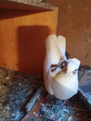 Digər heyvanlar: Qırmızı ebres quyrug erkey super oynamagi ucmagi var cep maya ucub — 1