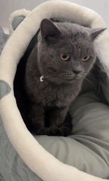 Pişik satılır. Ustunde her şey verılır Pişik üçün aksesuar və