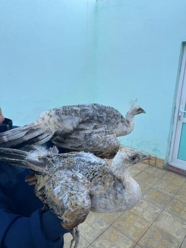 atla eşşəyin cütləşməsi: Qaraqənəd Tovuz quşları 1 cütü 200 azn — 2