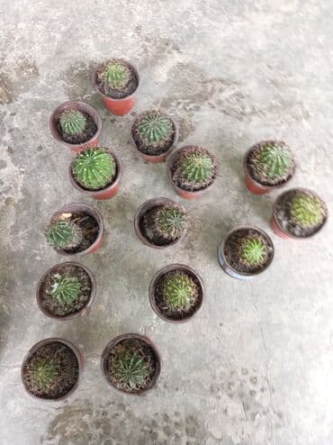 pendir qiymeti: Mini qablarda dekorativ kaktuslar - Növ: kürəşəkilli mini kaktus — 1