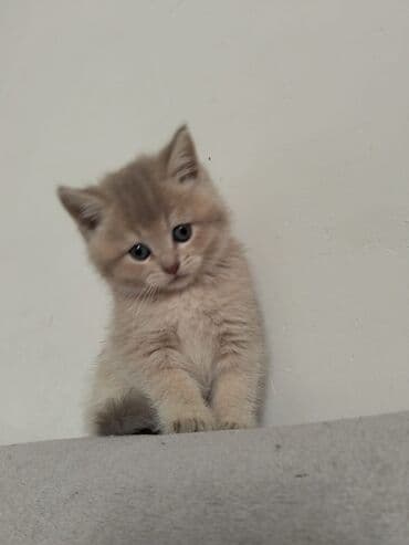 it etibarlı əllərə verilir: 50 ile 250 arasi cins saf qan pisiklerimiz var( Silver sinsila temiz — 23