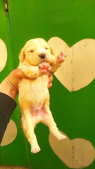 golden retriever balası satılır: Labrador-retriver, 2 ay, Erkek, Peyvəndli, Ünvandan götürmə — 6