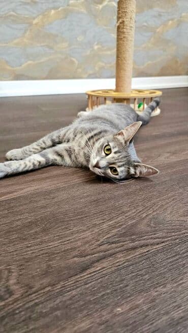 alisanın pişiyinin adı nə idi: Dişi, Yaxşı əllərə — 9