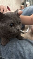 отдам в добрые руки котенка: Британская, Самец, В добрые руки, Самовывоз — 3