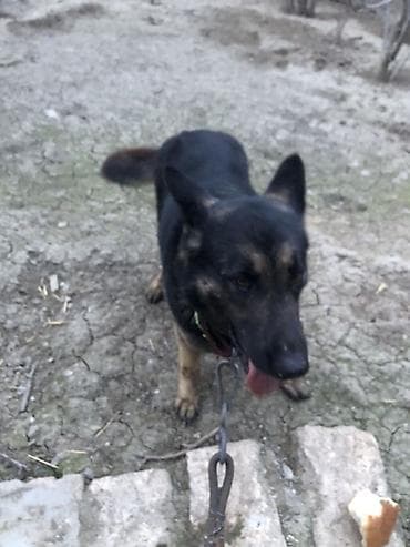 İtlər: Alman çoban iti, 1 il, Dişi, Peyvəndli, Ünvandan götürmə — 2