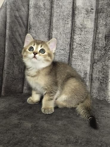 erkek pişik: Britan — 3