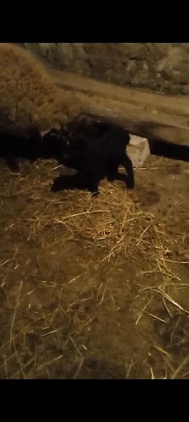 cins inekler: Salam aleykum əziz qardaşlar gününüz xeyirli olsun allah haminizin — 3