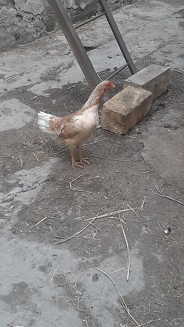 toyug fermasi: Toyuq, Yumurtalıq, Ödənişli çatdırılma — 10