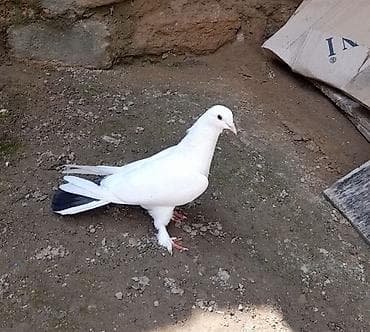 qara baş quşlar: 15 tuk erkey tutulmadi — 2