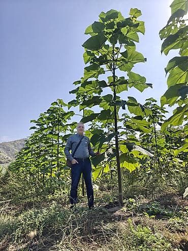 yolka agaci: Pavlovniya tingi topdan.Hibrid Şantong sortu 1 ci — 5