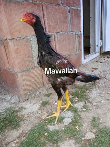 большая клетка для попугая: Петух, лет: 1, Платная доставка — 2