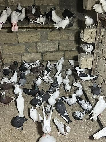 80 yaxn heyvandı Qerdeşder Tergizme