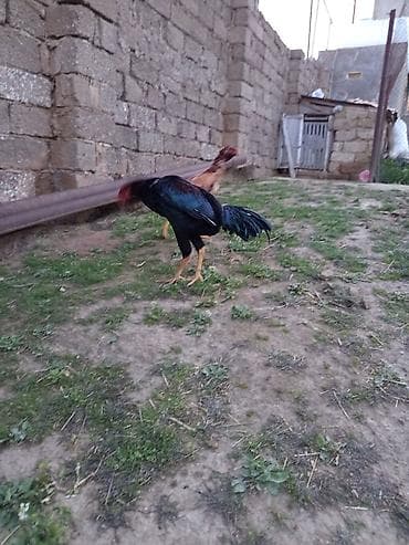 rengli quslar: Heyrati bece rengi qara asel qiymeti sondu oktyabrda cixib hele — 5