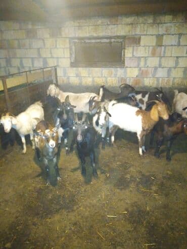 çəpiş əti: Satışda qarışıq rəng və yaşlarda keçi sürüsü. Xüsusiyyətlər: - — 4