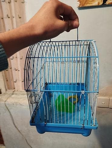 canavar dişi satılır: Erkək dişi birlikdə satılır tam sağlam .1 aylıq yemi 2 meşok apilkası — 5