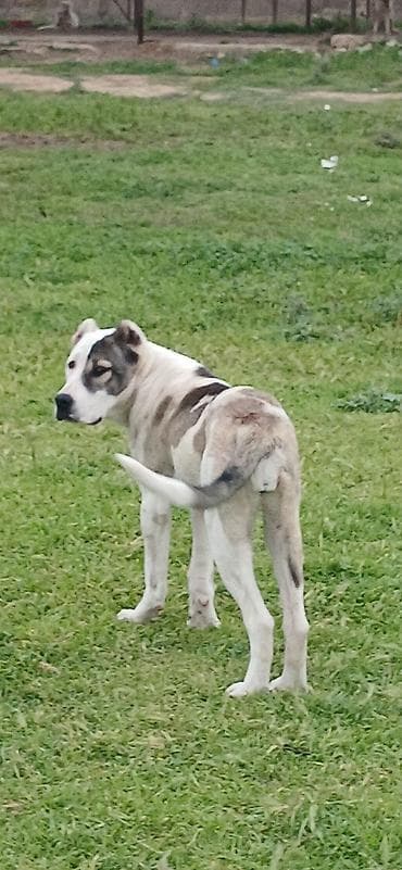 ucuz itlər: Qurdbasar, 6 ay, Dişi, Peyvəndli, Ödənişli çatdırılma — 3