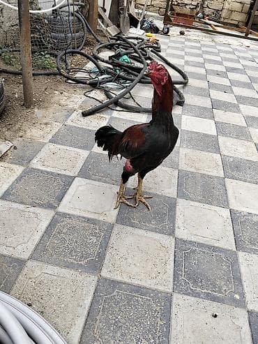 qaz balas: 100 m satılır real alıcıya endirim olunacaq 1 yaşdan çoxdu başı çıxan — 4