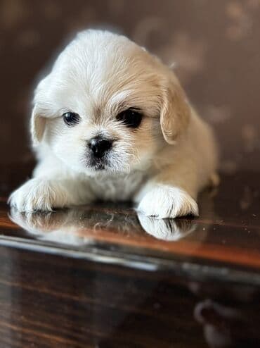 pekines balaları: Pekines, 2 ay, Erkek — 3