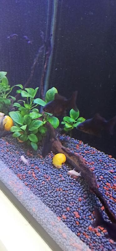 Аквариумы: Akvarel üçün dekorativ akvarium komplekti - Şüşə akvarium: düz ön — 8
