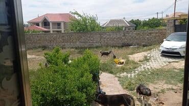 снять дачу в бузовнах: Bakı, Buzovna, 200 kv. m, 3 otaqlı, Hovuzsuz, Su, Telefon, İşıq — 16