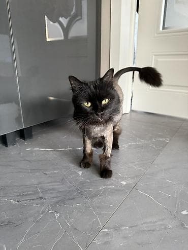 erkey pisik adlari: Yaxşı əllərə — 2