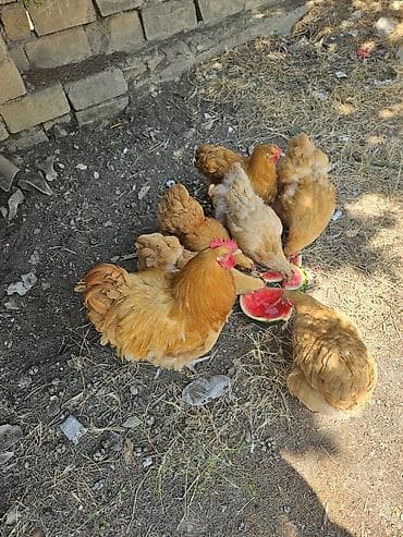 ataks toyuq: Toyuq, Orpington, Yumurtalıq, Ödənişli çatdırılma — 2