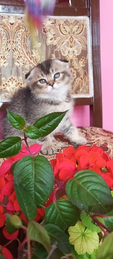 mingəcevir pişik: Şotland — 3