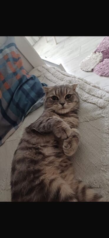 pişik tualet: Şotland yastı qulaq, Dişi — 2