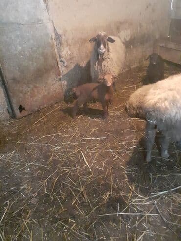 xacmazda satilan inekler: Biri birci qarndı bir 2ci bir 4 qardı quzun bir erkeydi 2si dişdi cidi — 4