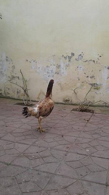 astroloq toyuq: Toyuq, Damazlıq — 7